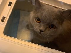 -猫大福·Fortune Cat猫舍(百子湾店)