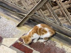 门面-光明刘冰乳鸽店(光明法政北路店)