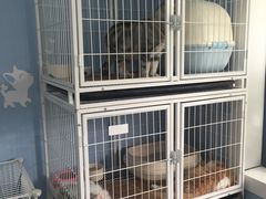 -喵的天空名猫咖啡馆·撸猫·猫舍·用品