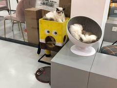 -糯米喵星人·撸猫猫舍咖啡馆(西市场嘉华店)