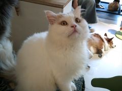 -平行世界·猫咖(首经贸店)