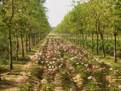 -黄海国家森林公园