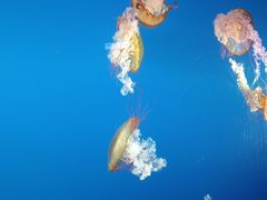 -太平洋海底世界