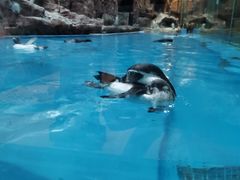 -帝企鹅自助餐厅•儿童岛•真企鹅(长隆企鹅酒店)