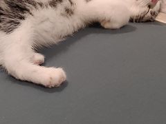 -瑞派康怡24h宠物医院·犬猫医疗中心·微创绝育(瑞景分院)