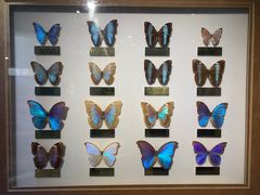 -上海昆虫博物馆