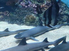 -海合安成都极地海洋公园
