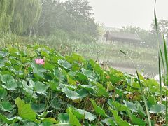 -西海子公园