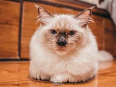 -绒爪撸猫下午茶·猫咖