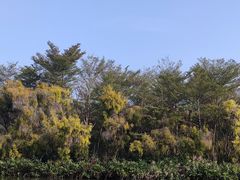 -大湾区中央湿地公园