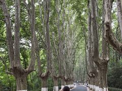 -紫金山山顶公园