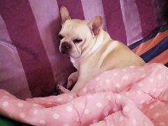 -爱侣宠医·鹦鹉专科·小型哺乳类·异宠专科(灵石路店)