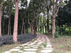 -昆山城市生态森林公园