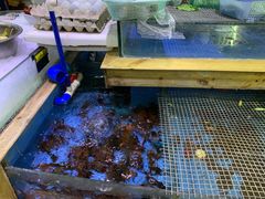 -肥仔濑尿虾(全球通总店)