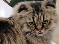-安格丽娜·狗咖·猫咖羊驼咖(春熙路百盛商场店)