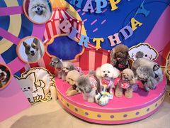 -百好乐宠物友好餐厅(朝外大街店)