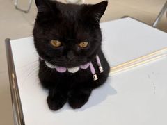 -怪兽屋·羊驼·猫咖·狗咖(俊华广场店)