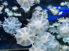 -太平洋海底世界