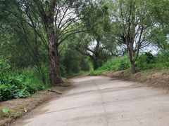-珍宝岛