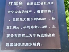 -汤旺河林海奇石景区