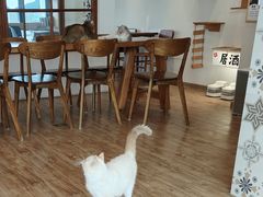 -猫小主咖啡·猫咖cat cafe(福田店)