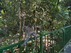 -武吉知马自然保护区