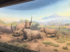 -美国自然历史博物馆