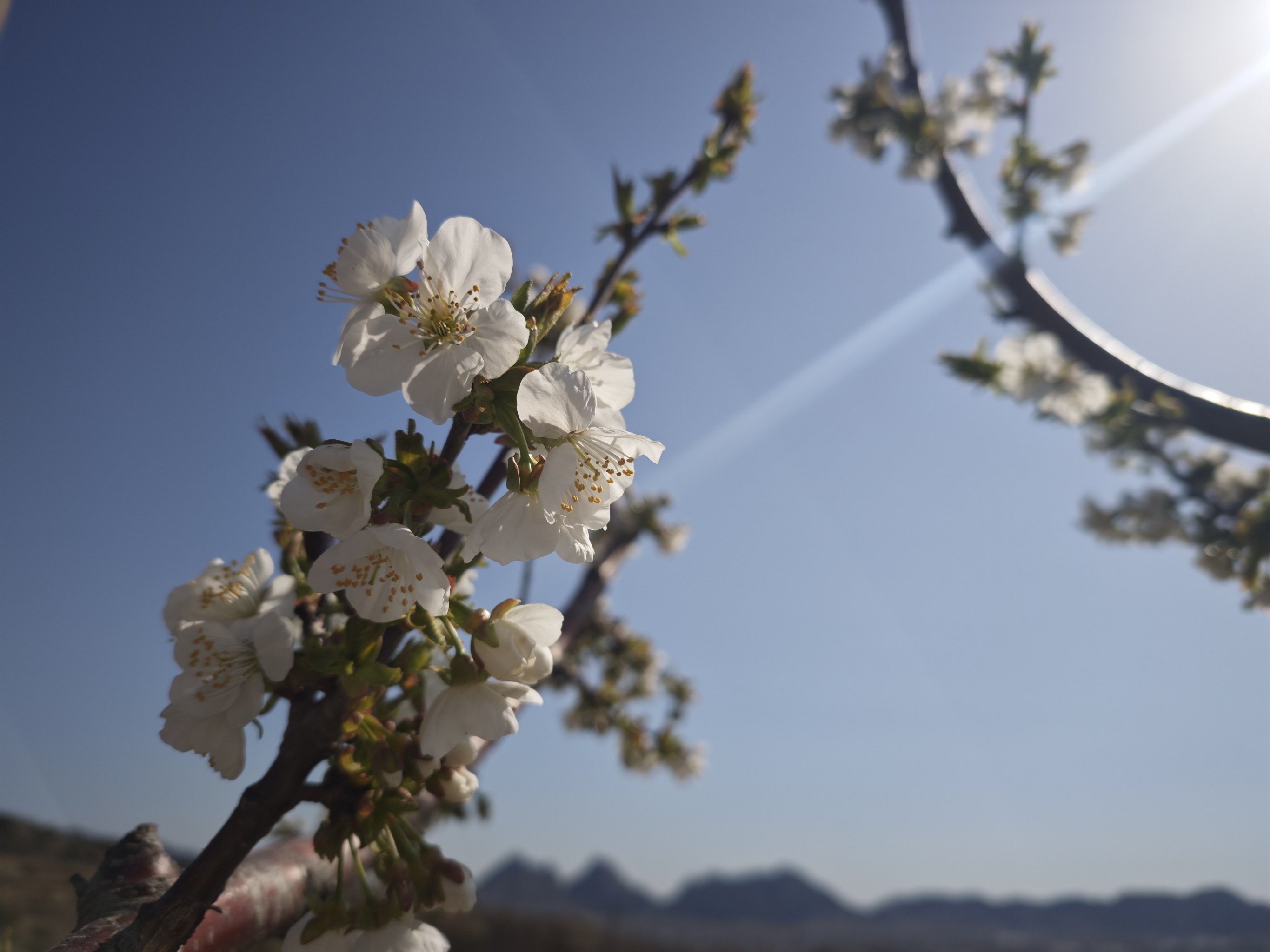 梨花盛开 邀你而来 正明山梨花节