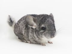 -龙猫仔乐园(惠福东路店)