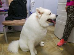 -宠爱有家宠物店(环镇北路店)