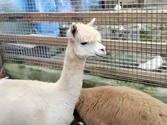 -栾川竹海野生动物园
