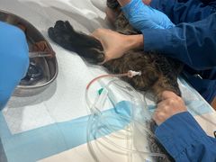 -谐和贝康宠物医院24小时·宠保定点(急重症转诊中心)