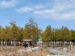 -春花秋色城市公园