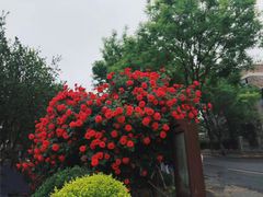 -天津五大道文化旅游区