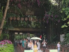 -西双版纳原始森林公园