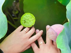 -陈家山荷花公园