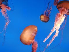 -太平洋海底世界