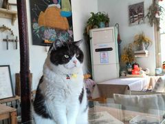 -海边的猫和咖啡馆
