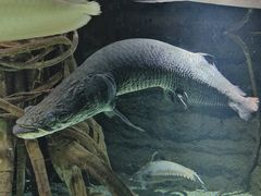 -大阪海游馆