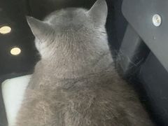 -宠福鑫动物医院(城北分院)