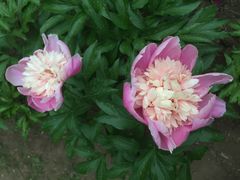 -长春公园(普阳街道)