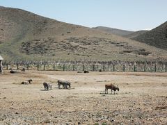 -新疆天山野生动物园