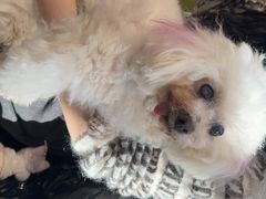 -北京派仕佳德动物医院·超导核磁·CT·神经科·骨科·内外科·急重症管理中心