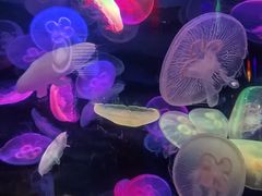 -太平洋海底世界