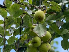 -阳光高尔夫俱乐部