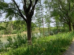 -昆山城市生态森林公园