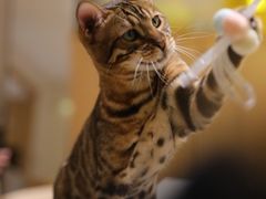 -猫腻·猫咖·撸猫馆(星光大道店)