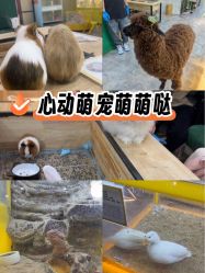 -神奇动物撸宠馆·羊驼·小浣熊·异宠(豫园店)