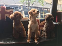 -Oh My Dog宠物沙龙(伊珊娜皮毛护理店)