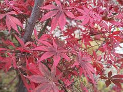 -崂山九水游览区